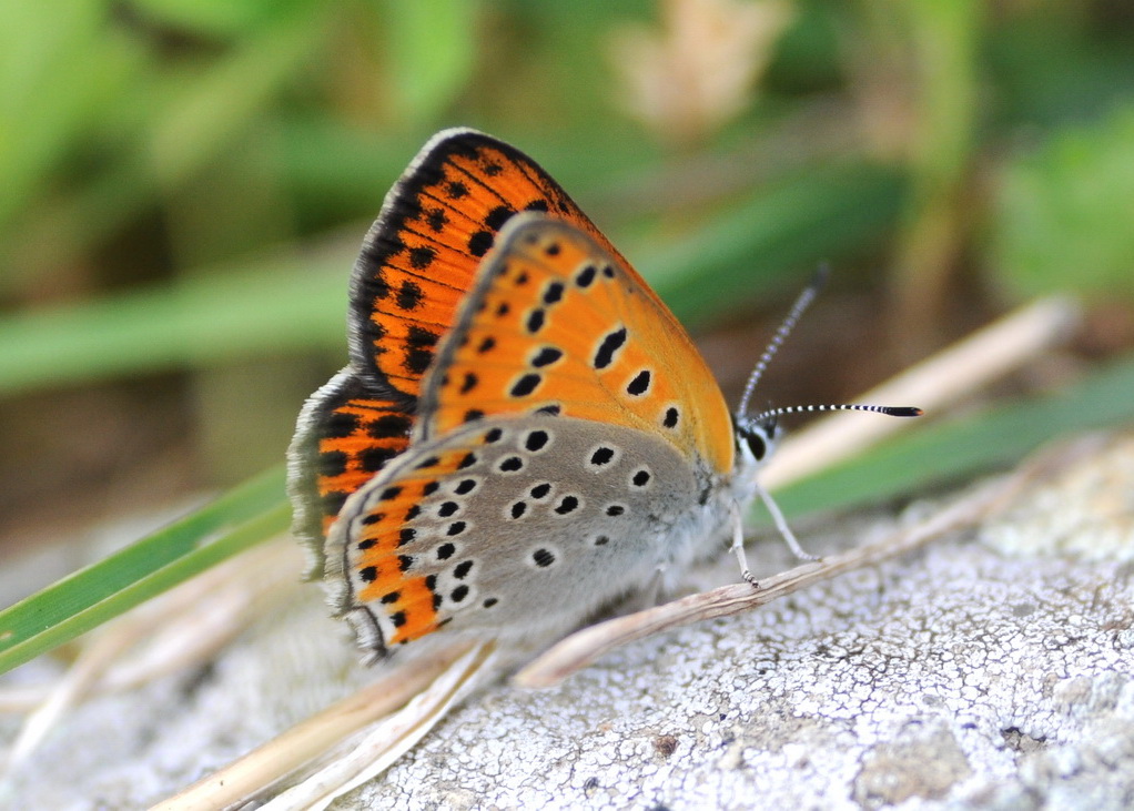 Lycaena thersamon (Lycaenidae)